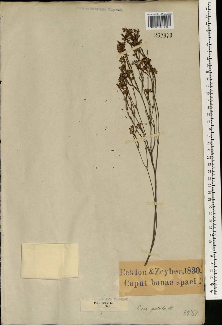 Erica corifolia, Африка (AFR) (ЮАР)