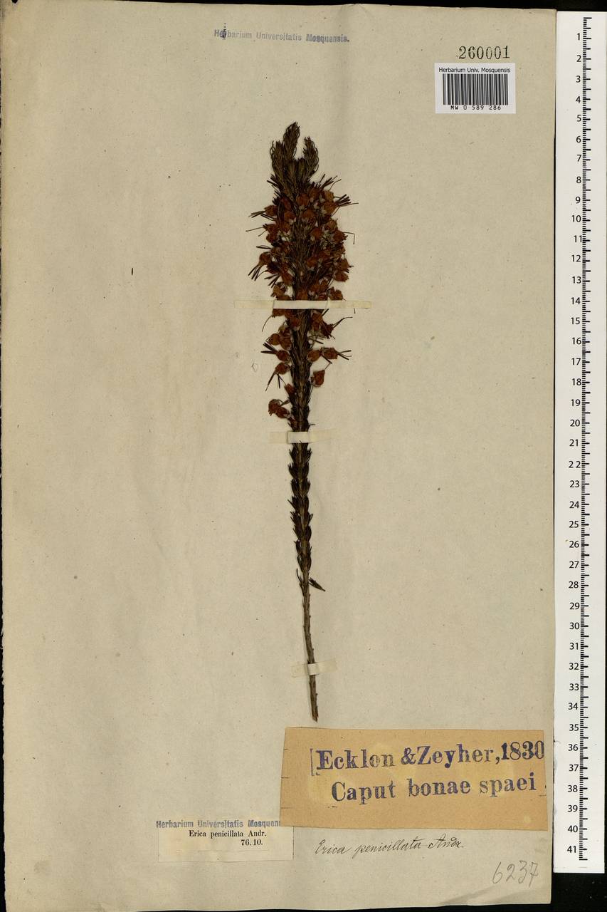 Erica plukenetii subsp. penicillata (Andrews) E. G. H. Oliv. & I. M. Oliv., Африка (AFR) (ЮАР)