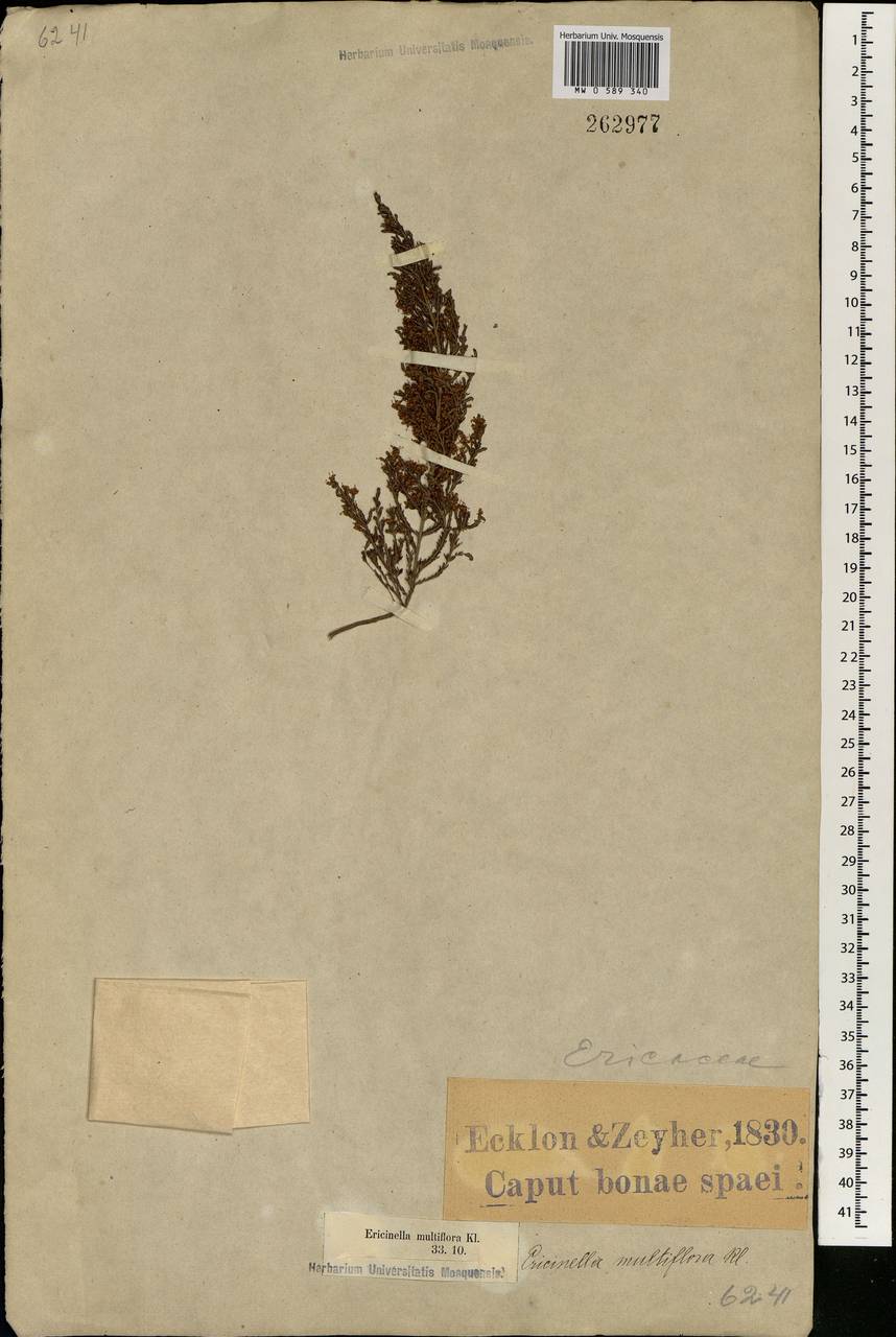 Erica amatolensis E. G. H. Oliv., Африка (AFR) (ЮАР)