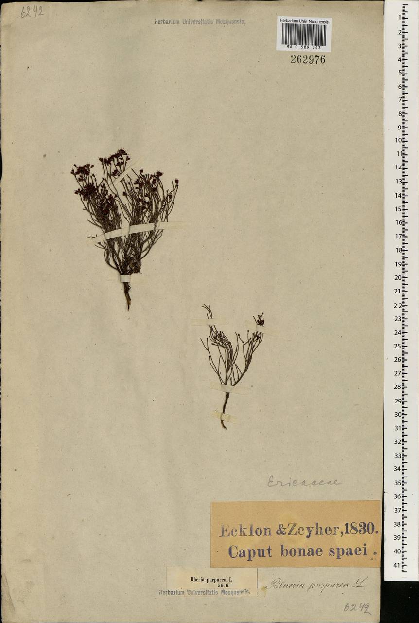 Erica ericoides (L.) E. G. H. Oliv., Африка (AFR) (ЮАР)