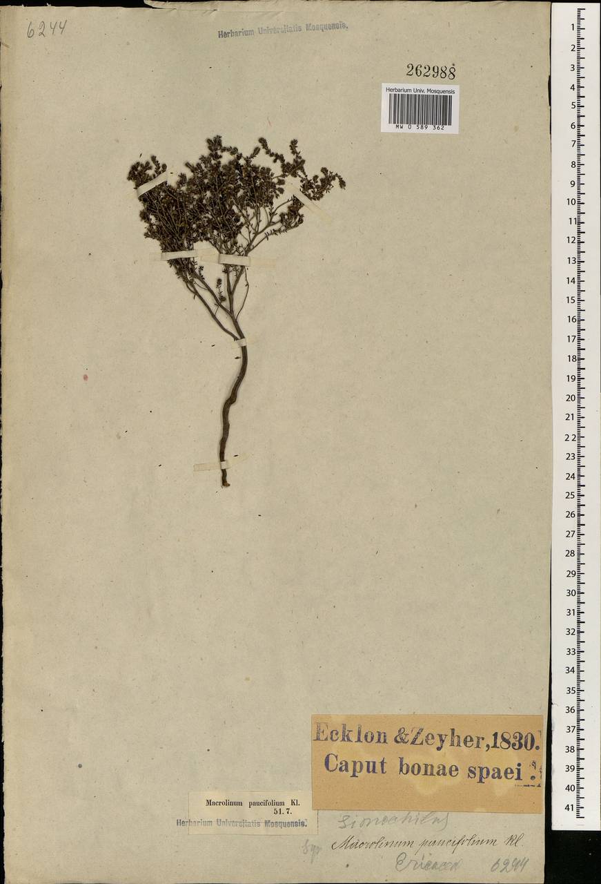 Erica paucifolia, Африка (AFR) (ЮАР)