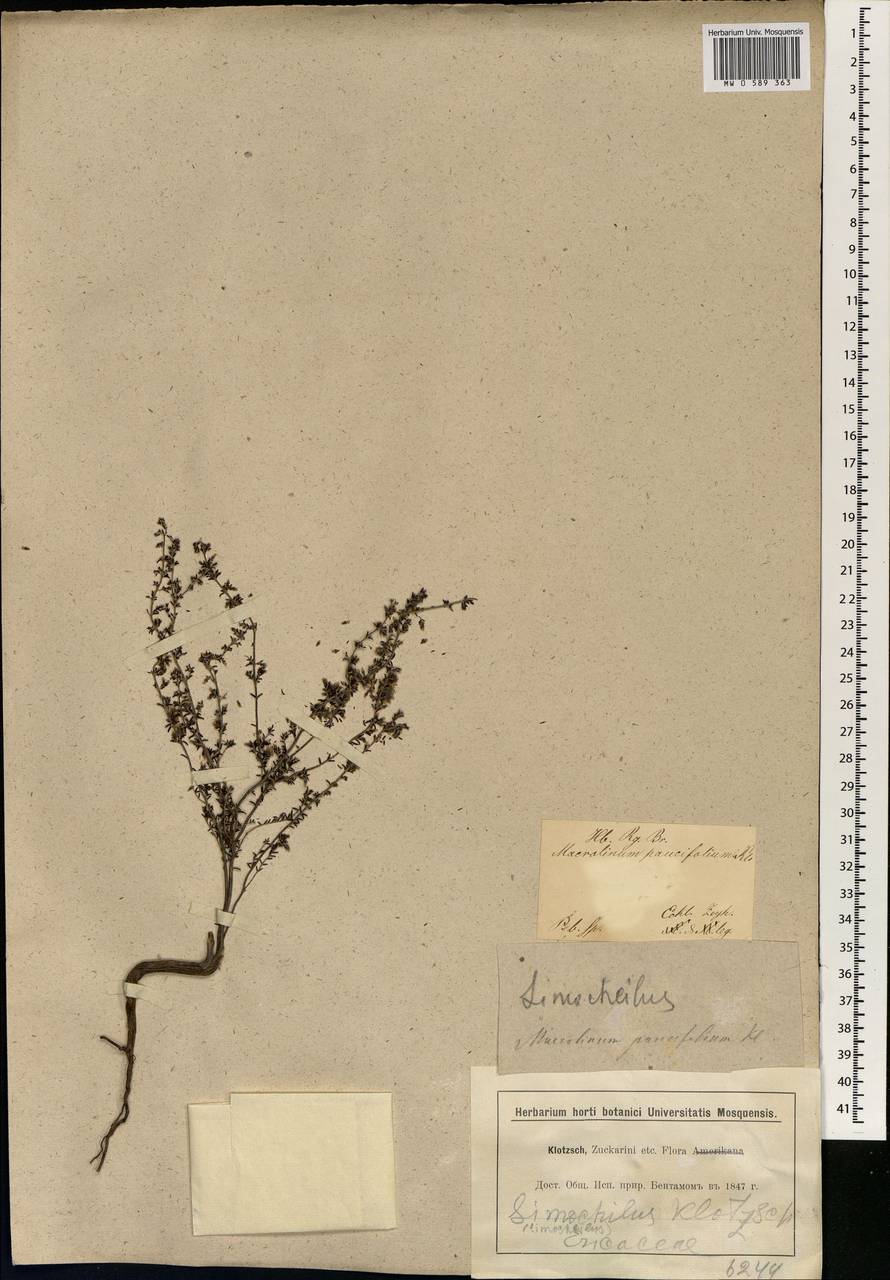 Erica paucifolia, Африка (AFR) (ЮАР)