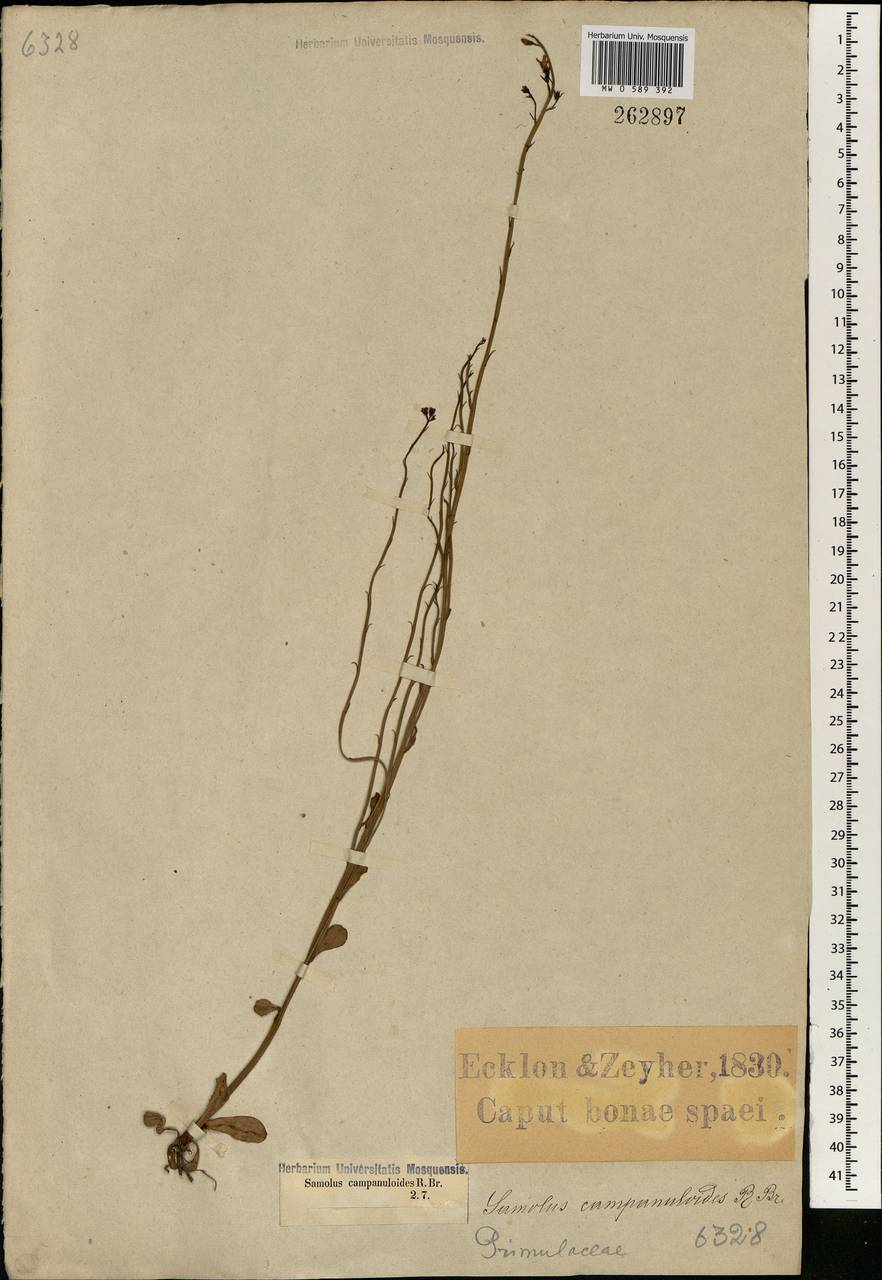 Samolus porosus (L. fil.) Thunb., Африка (AFR) (ЮАР)