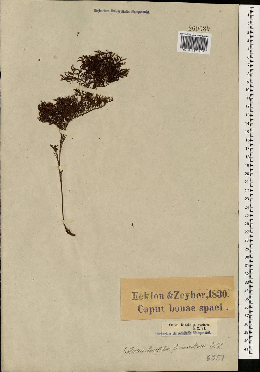Limonium linifolium var. maritimum (Eckl. & Zeyh. ex Boiss.) R. A. Dyer, Африка (AFR) (ЮАР)