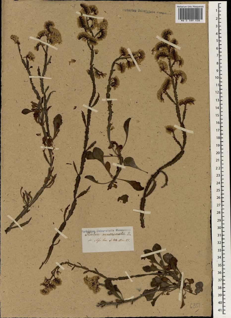 Limonium mucronatum (L. fil.) Chaz., Африка (AFR) (Неизвестно)