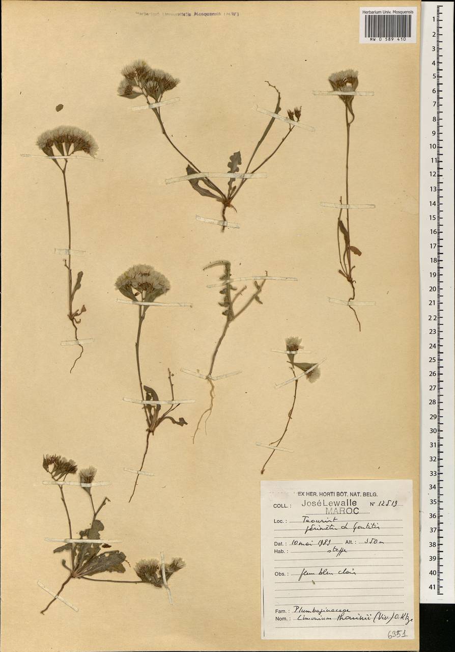 Limonium thouinii (Viv.) Kuntze, Африка (AFR) (Марокко)