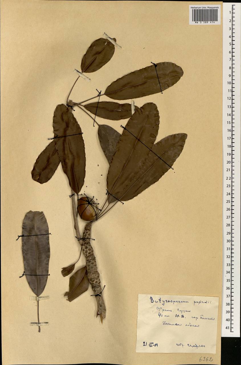 Vitellaria paradoxa subsp. paradoxa, Африка (AFR) (Мали)