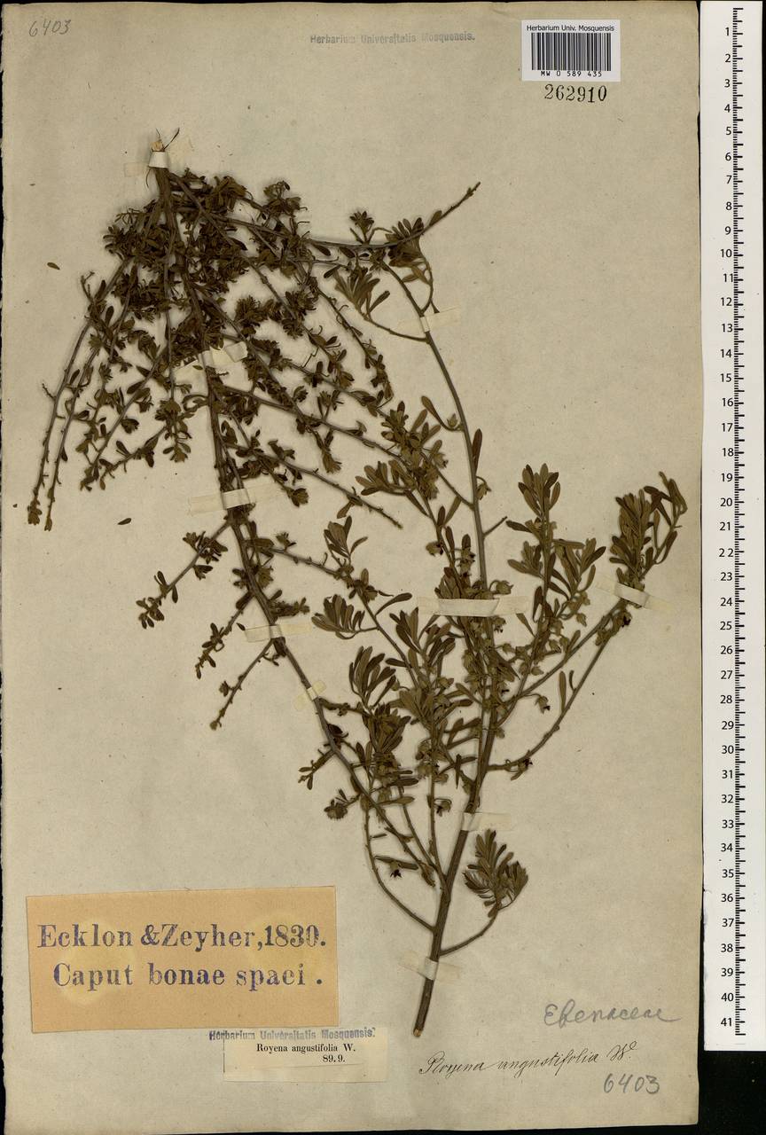 Diospyros pubescens var. pubescens, Африка (AFR) (ЮАР)