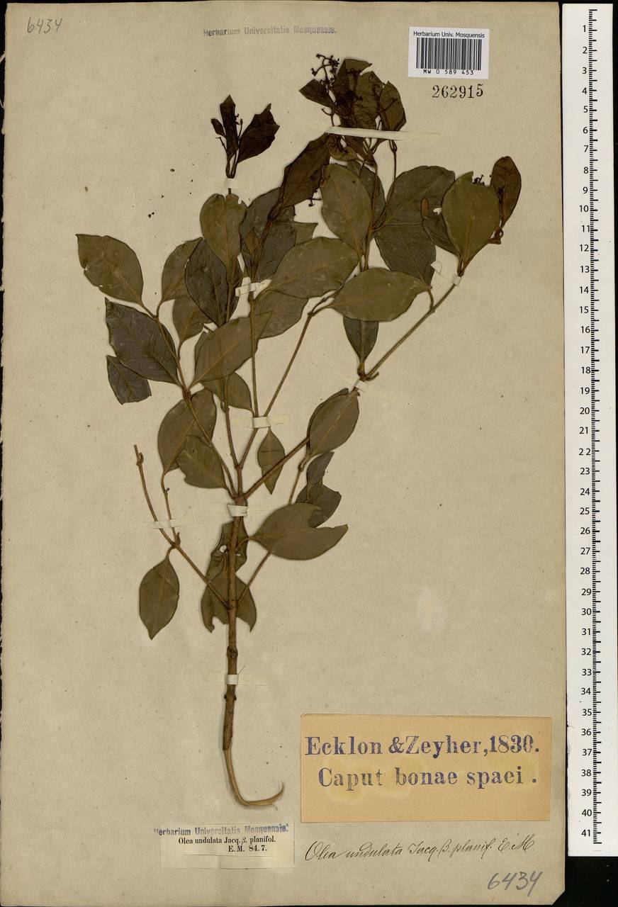 Olea capensis subsp. capensis, Африка (AFR) (ЮАР)