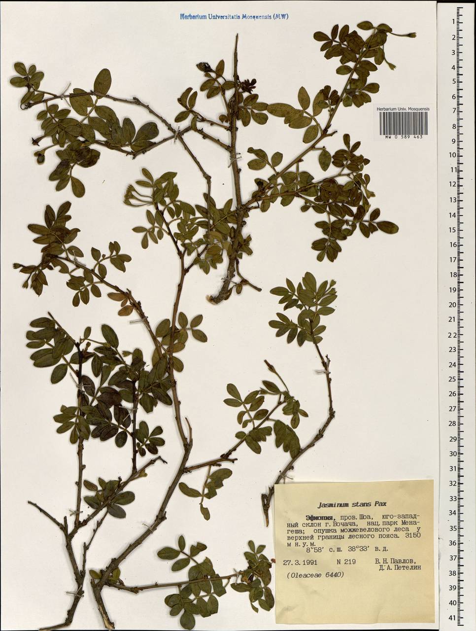 Chrysojasminum stans (Pax) Banfi, Африка (AFR) (Эфиопия)