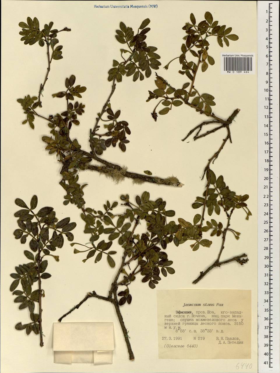 Chrysojasminum stans (Pax) Banfi, Африка (AFR) (Эфиопия)
