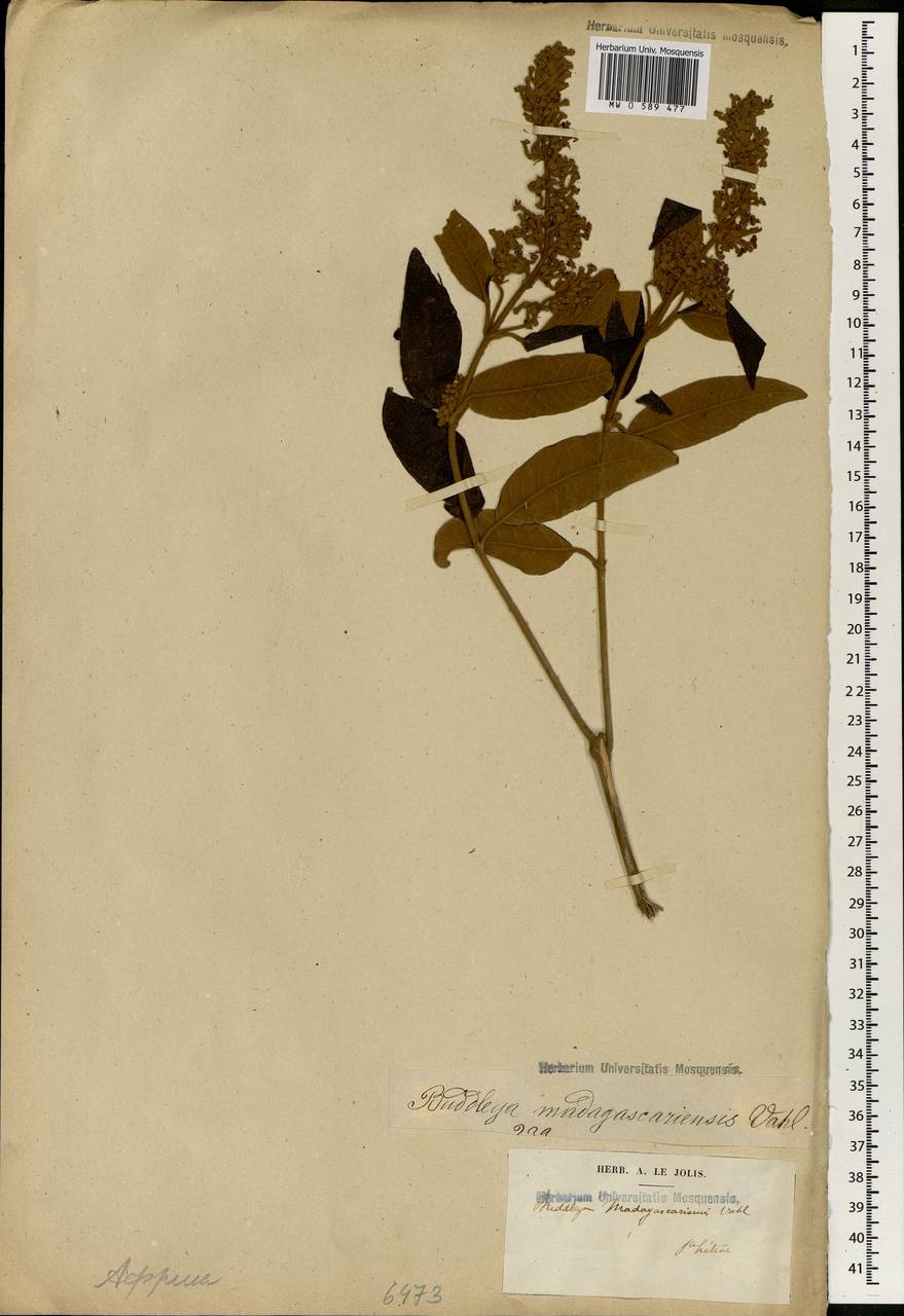 Buddleja madagascariensis Lam., Африка (AFR) (Острова Святой Елены, Вознесения и Тристан-да-Кунья)