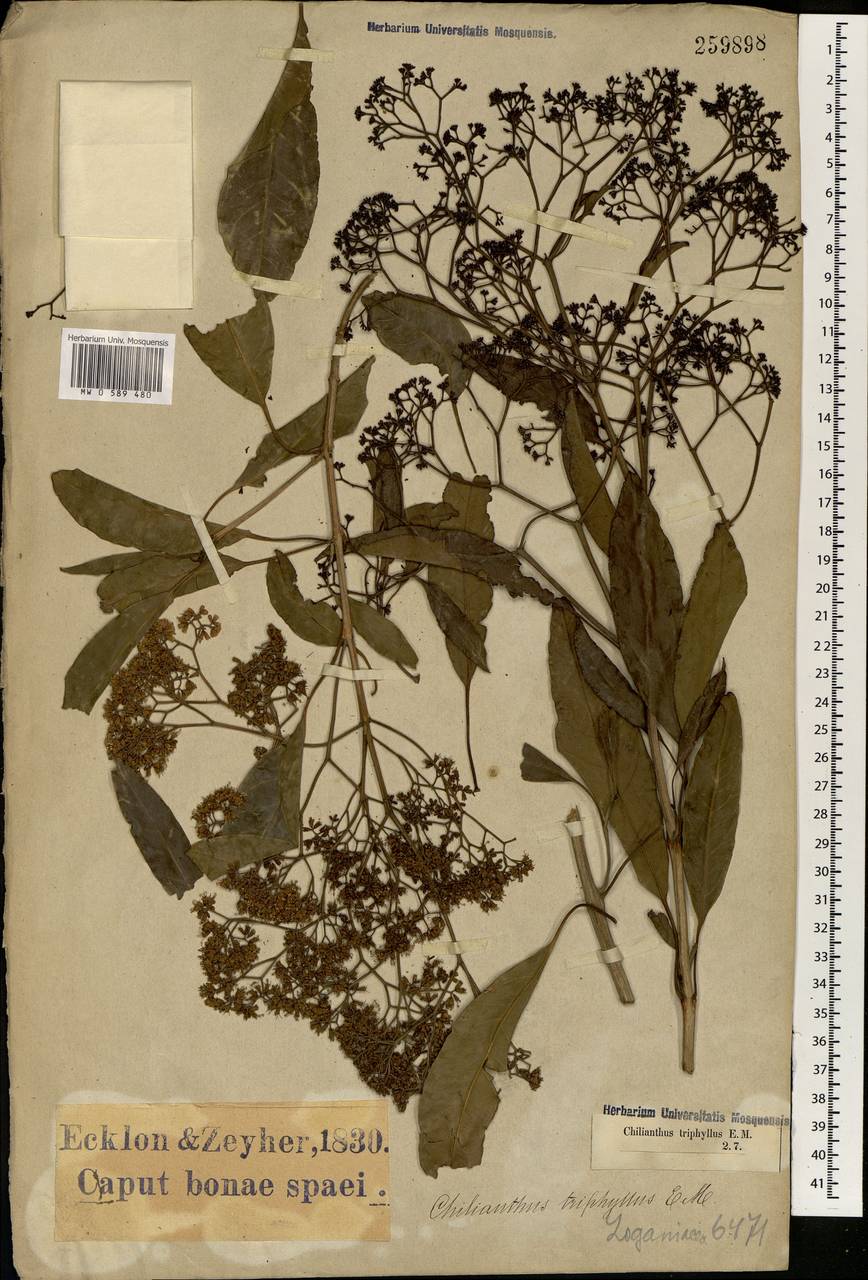 Chilianthus triphyllus, Африка (AFR) (ЮАР)