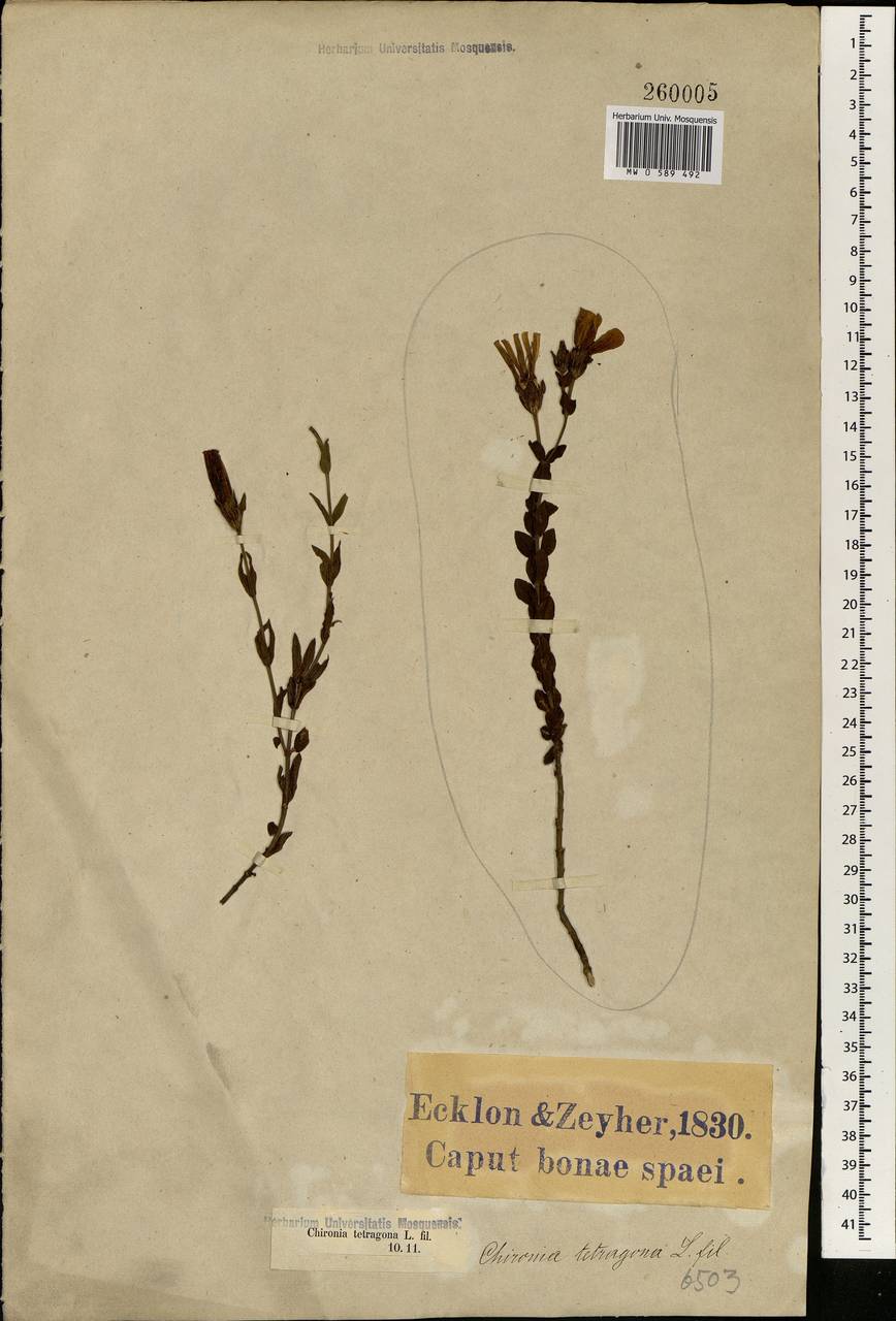Chironia tetragona L. fil., Африка (AFR) (ЮАР)