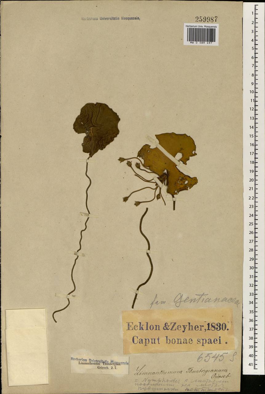Nymphoides indica subsp. occidentalis A. Raynal, Африка (AFR) (ЮАР)