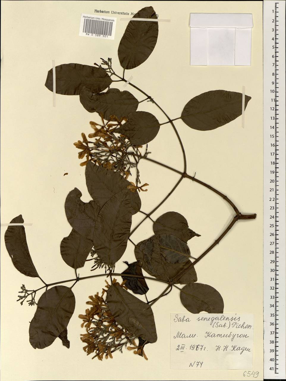 Saba senegalensis (A. DC.) Pichon, Африка (AFR) (Мали)