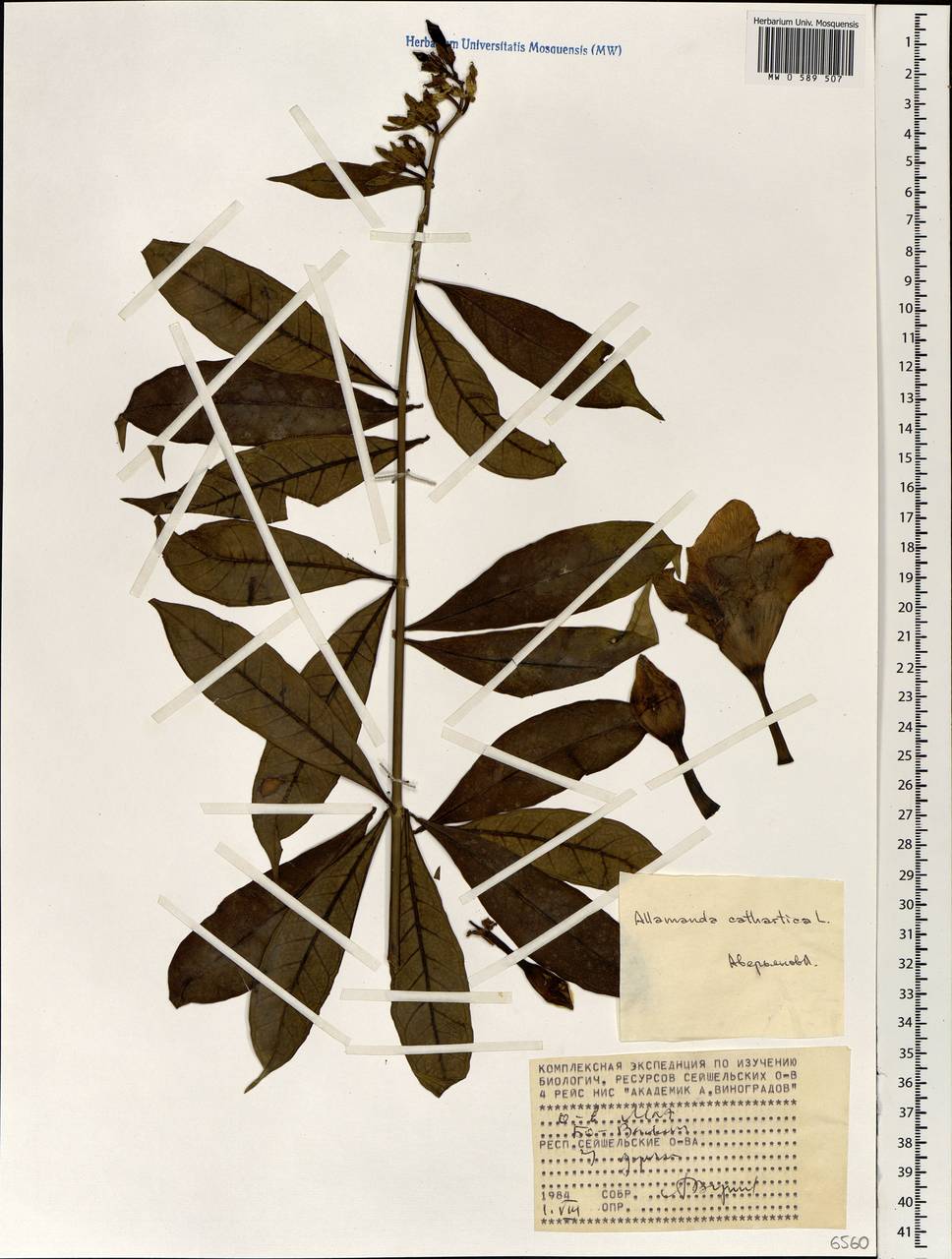 Allamanda cathartica L., Африка (AFR) (Сейшельские острова)