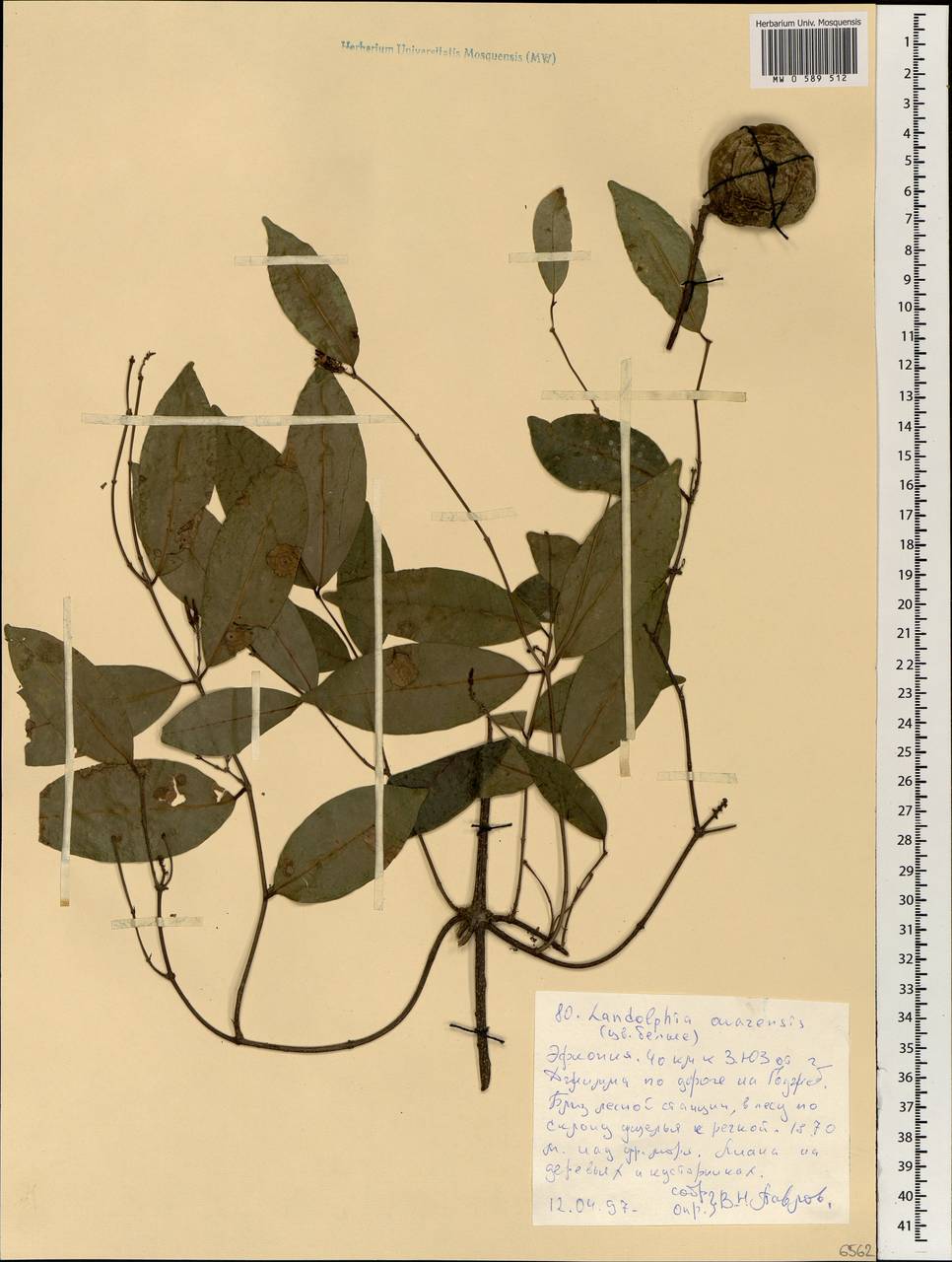 Landolphia owariensis P.Beauv., Африка (AFR) (Эфиопия)