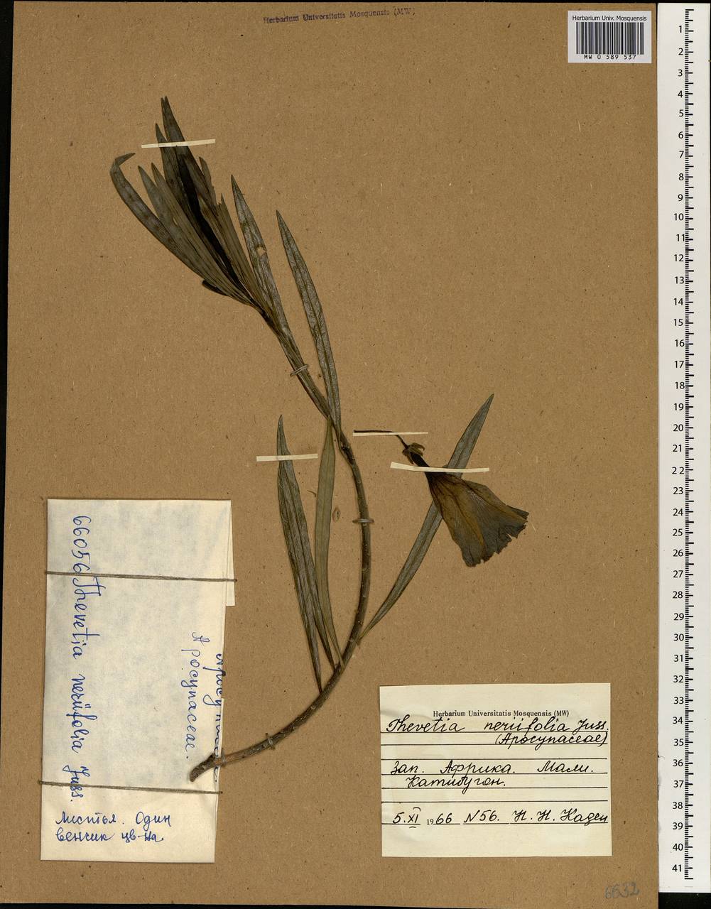 Cascabela thevetia (L.) H. Lippold, Африка (AFR) (Мали)