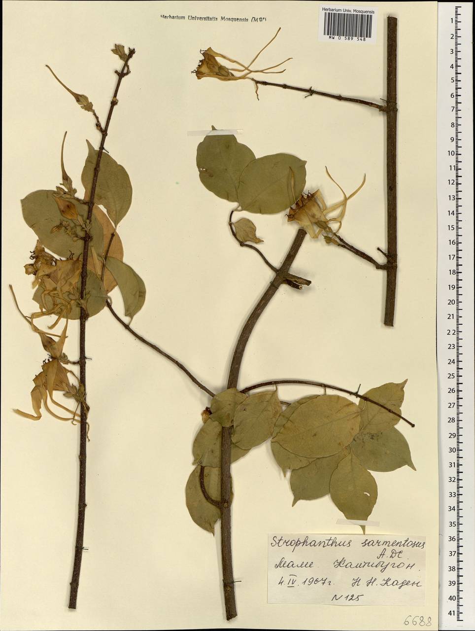 Strophanthus sarmentosus DC., Африка (AFR) (Мали)