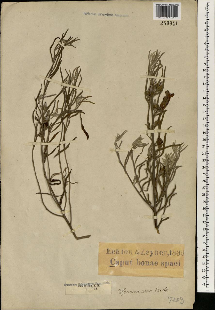 Ipomoea oenotheroides (L. fil.) A. Meeuse & Welman, Африка (AFR) (ЮАР)