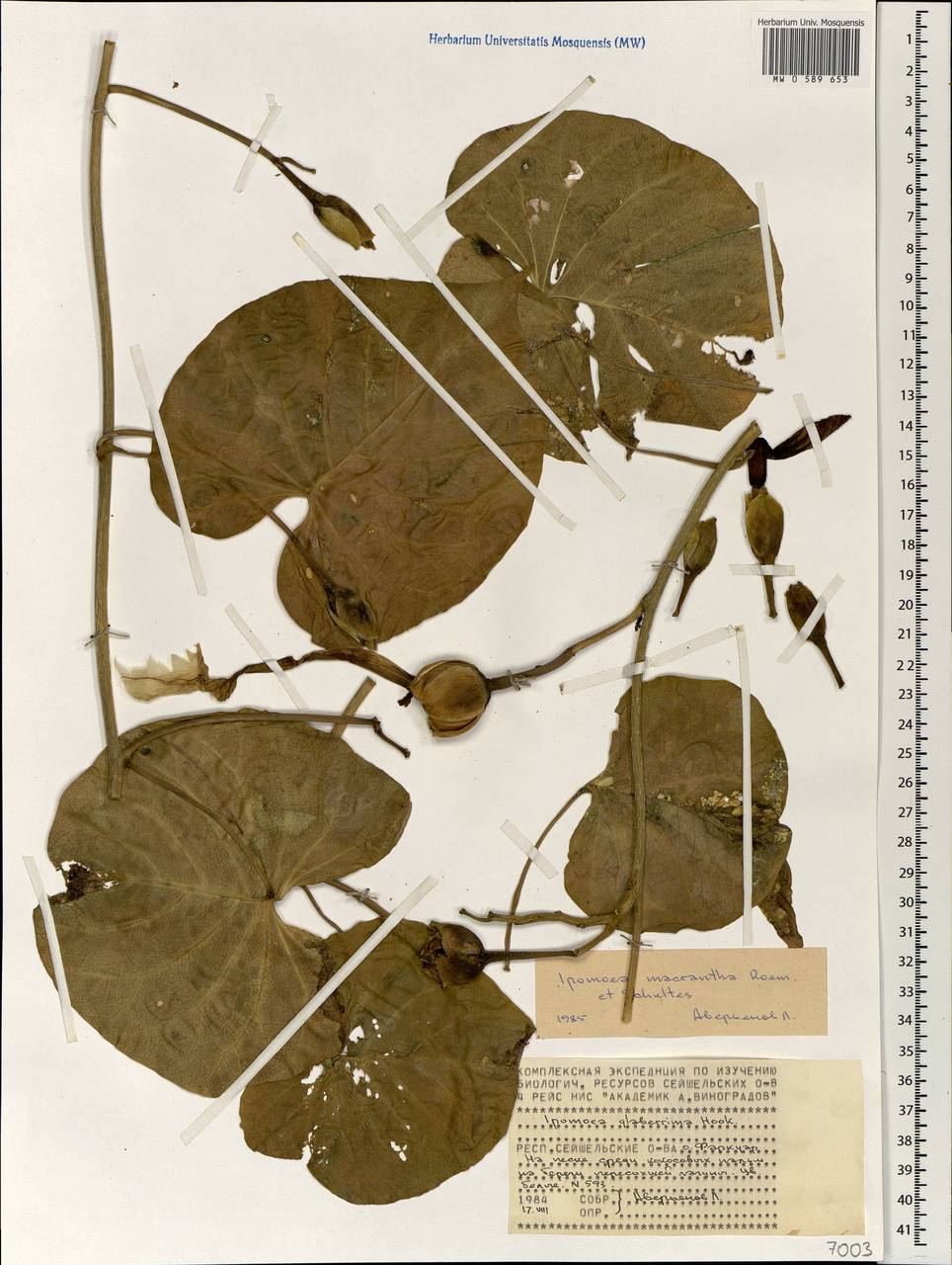 Ipomoea violacea L., Африка (AFR) (Сейшельские острова)