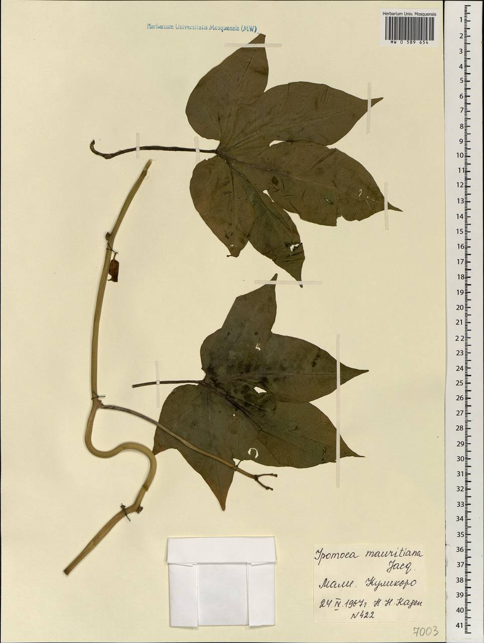 Ipomoea mauritiana Jacq., Африка (AFR) (Мали)