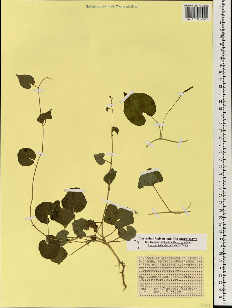 Ipomoea obscura (L.) Ker Gawl., Африка (AFR) (Сейшельские острова)