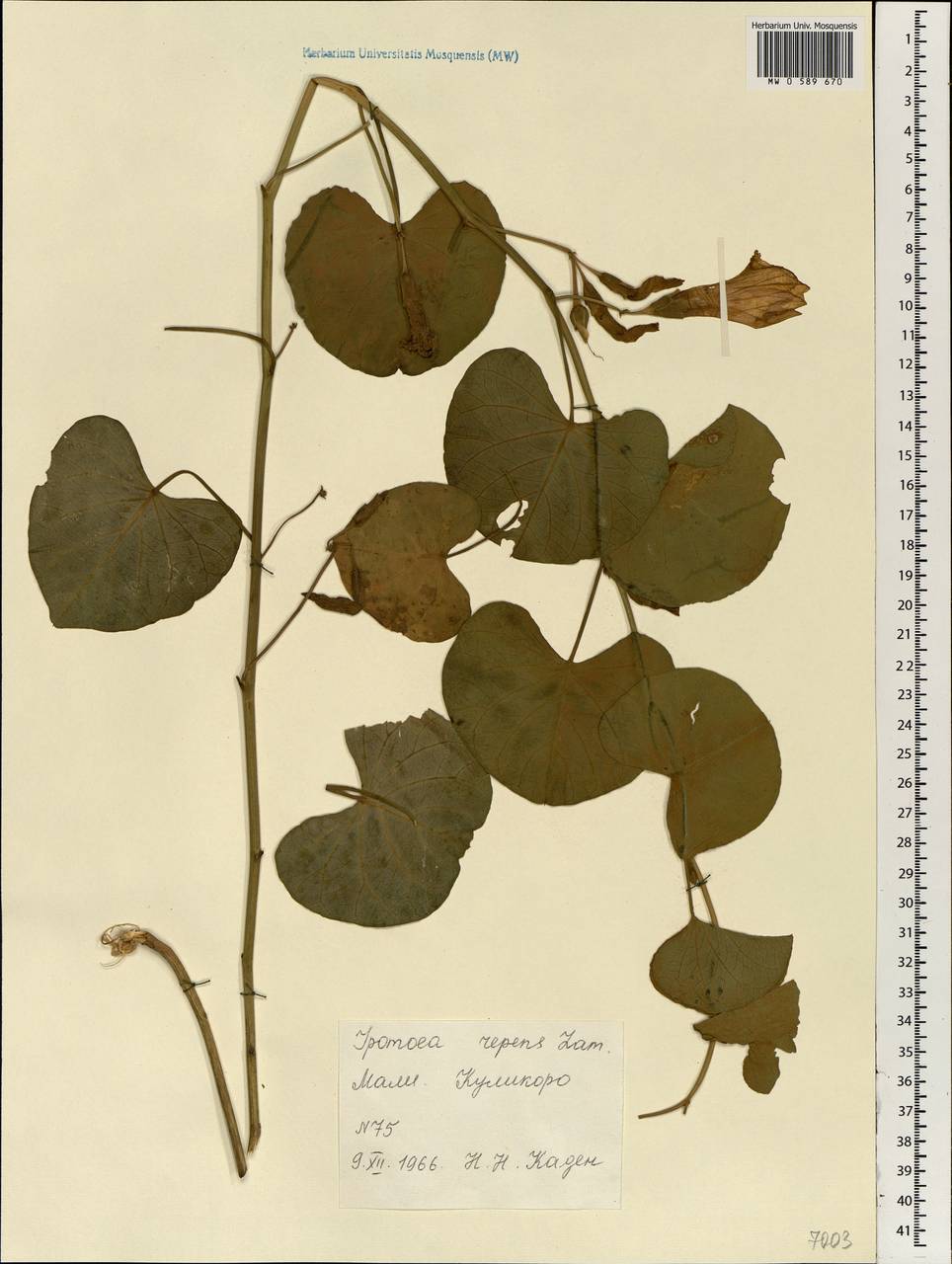 Ipomoea asarifolia (Desr.) Roem. & Schult., Африка (AFR) (Мали)