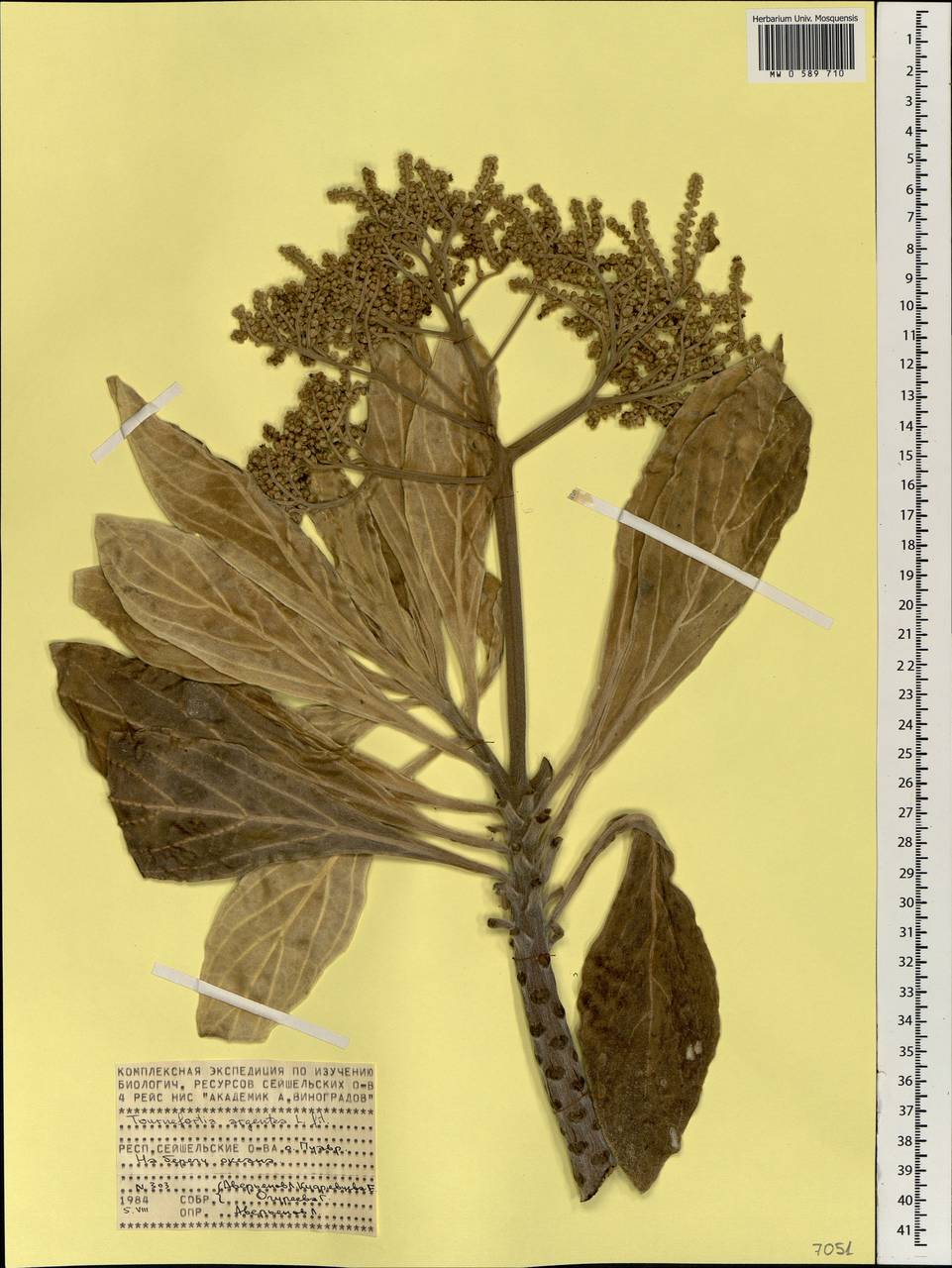 Heliotropium foertherianum Diane & Hilger, Африка (AFR) (Сейшельские острова)