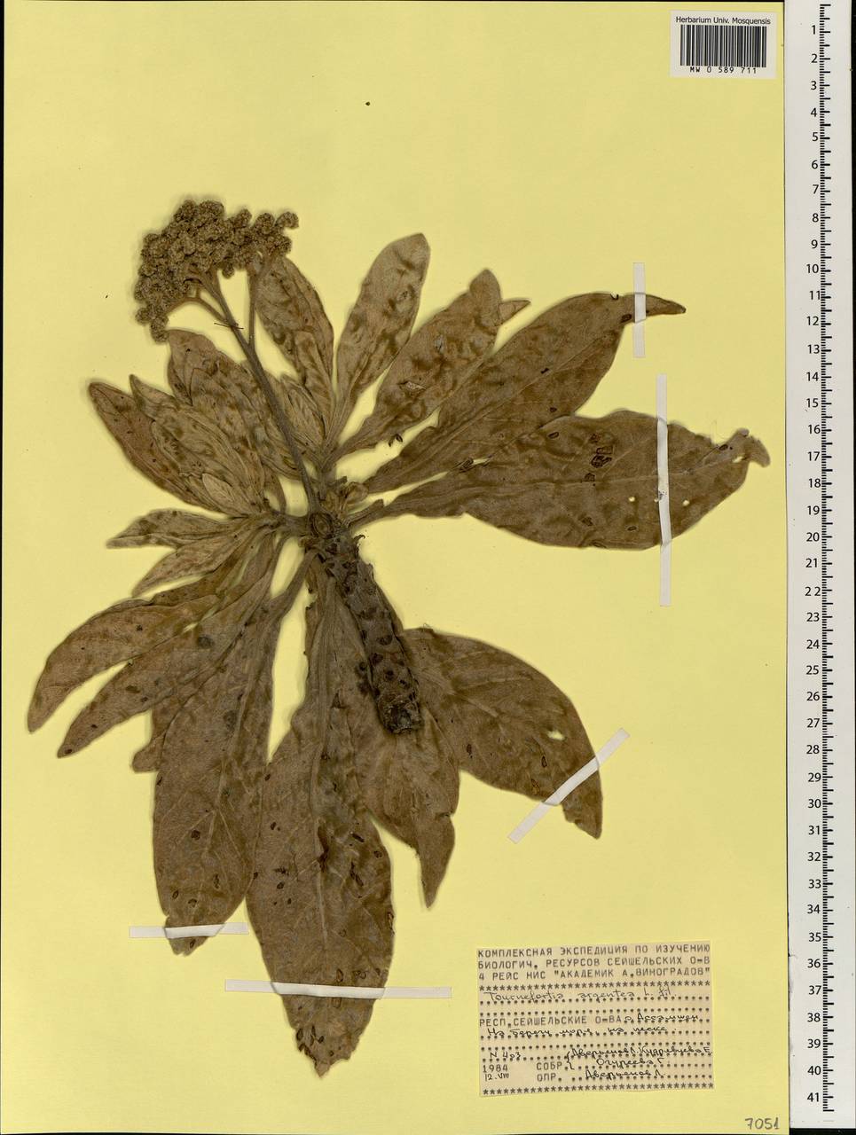 Heliotropium foertherianum Diane & Hilger, Африка (AFR) (Сейшельские острова)