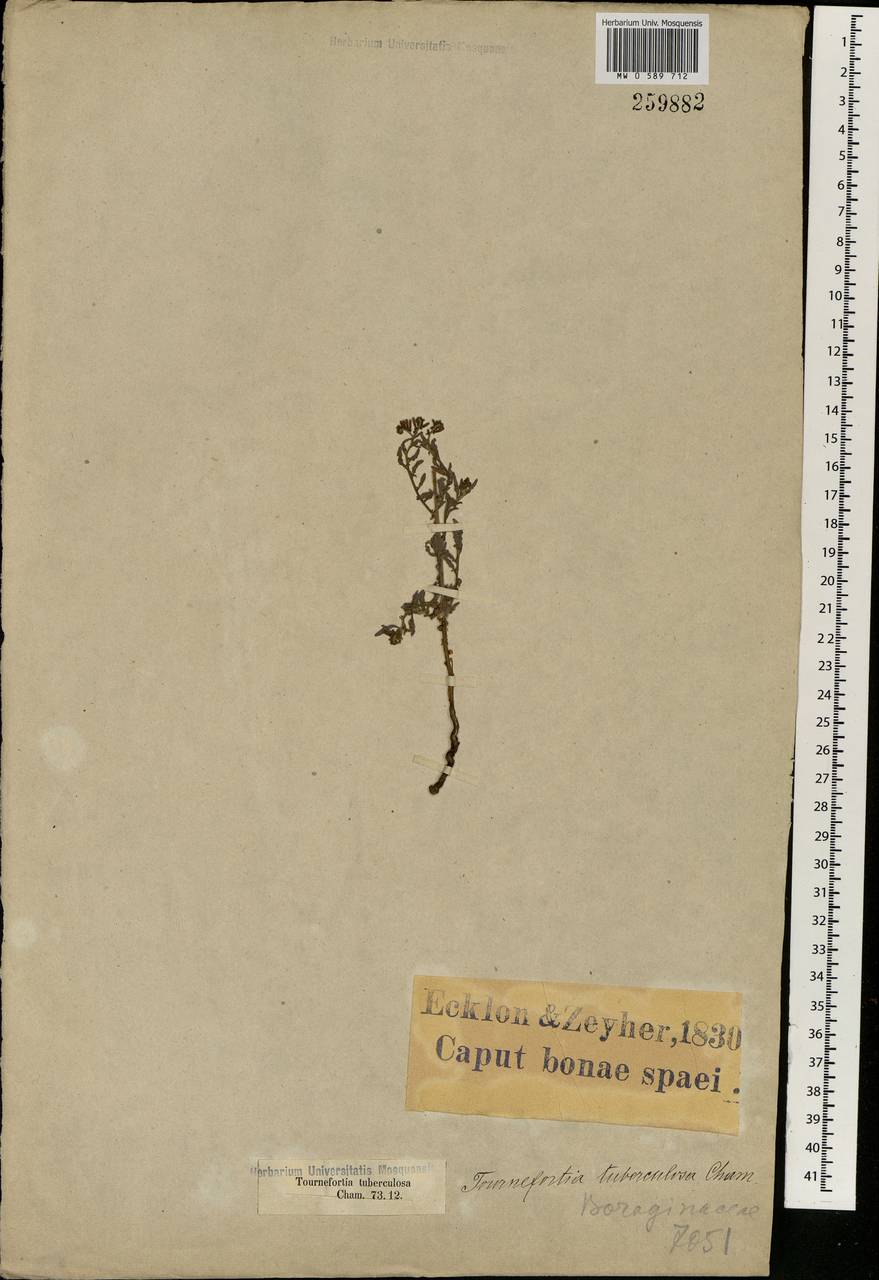 Heliotropium ciliatum Kaplan, Африка (AFR) (ЮАР)