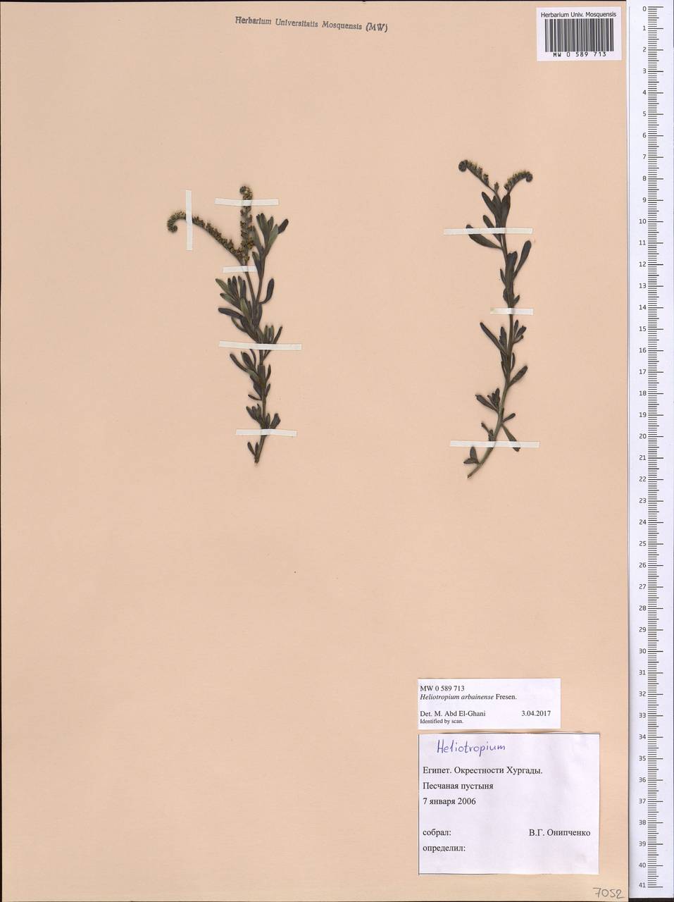 Heliotropium arbainense Fresen., Африка (AFR) (Египет)