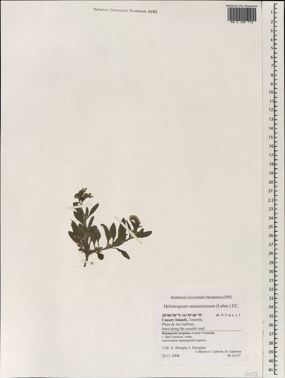 Heliotropium ramosissimum (Lehm.) Sieber ex DC., Африка (AFR) (Испания)