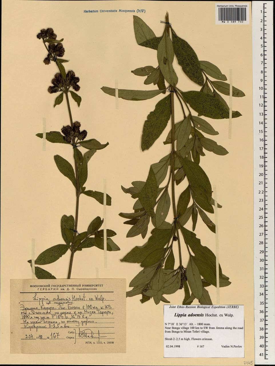Lippia abyssinica (Otto & A.Dietr.) Cufod., Африка (AFR) (Эфиопия)