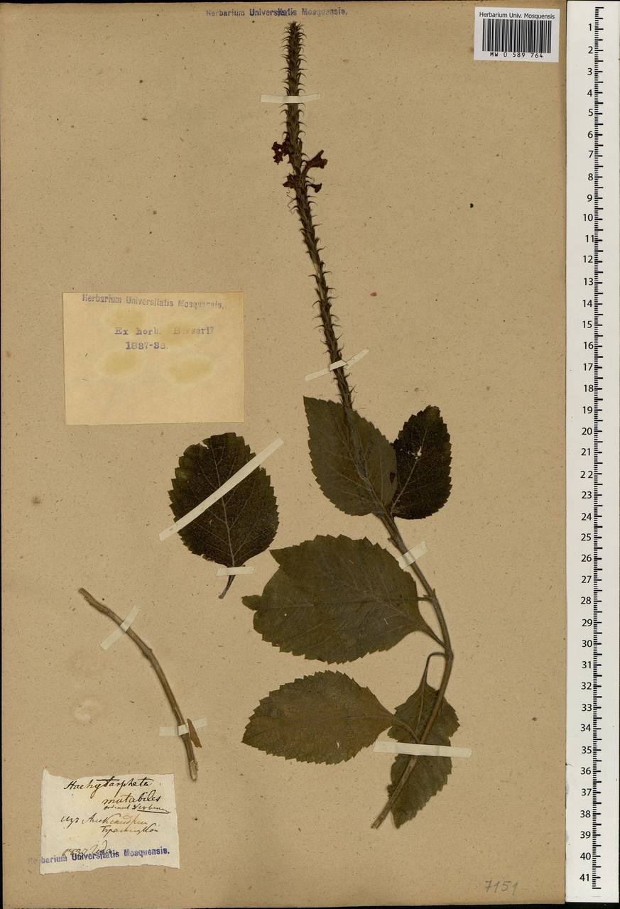 Stachytarpheta mutabilis (Jacq.) Vahl, Африка (AFR)