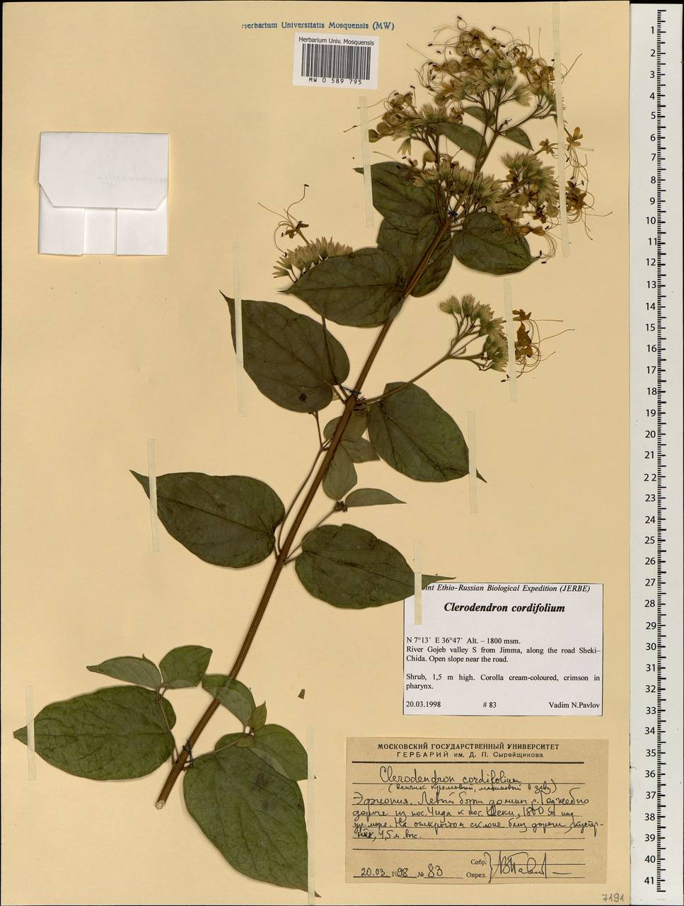 Clerodendrum umbellatum Poir., Африка (AFR) (Эфиопия)