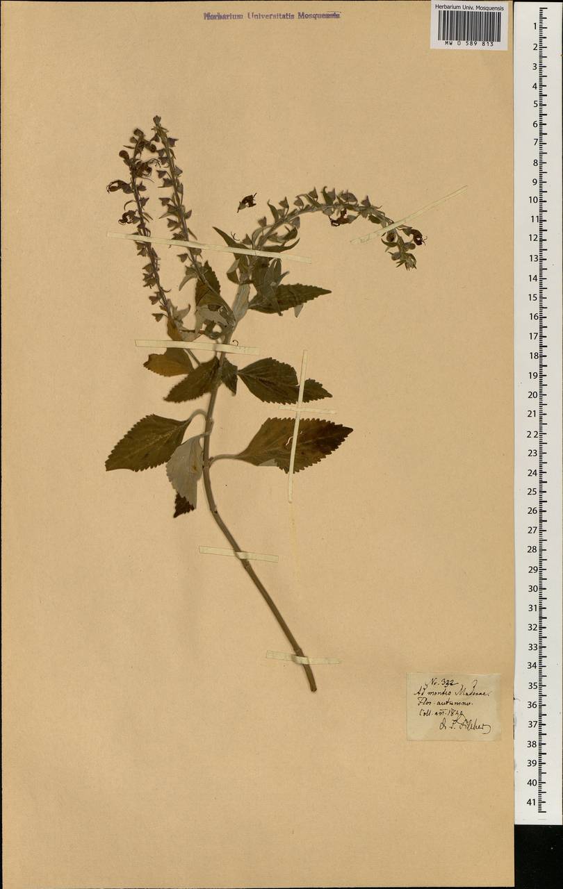 Lamiaceae, Африка (AFR) (Португалия)