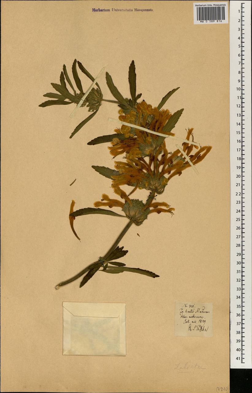 Lamiaceae, Африка (AFR) (Португалия)