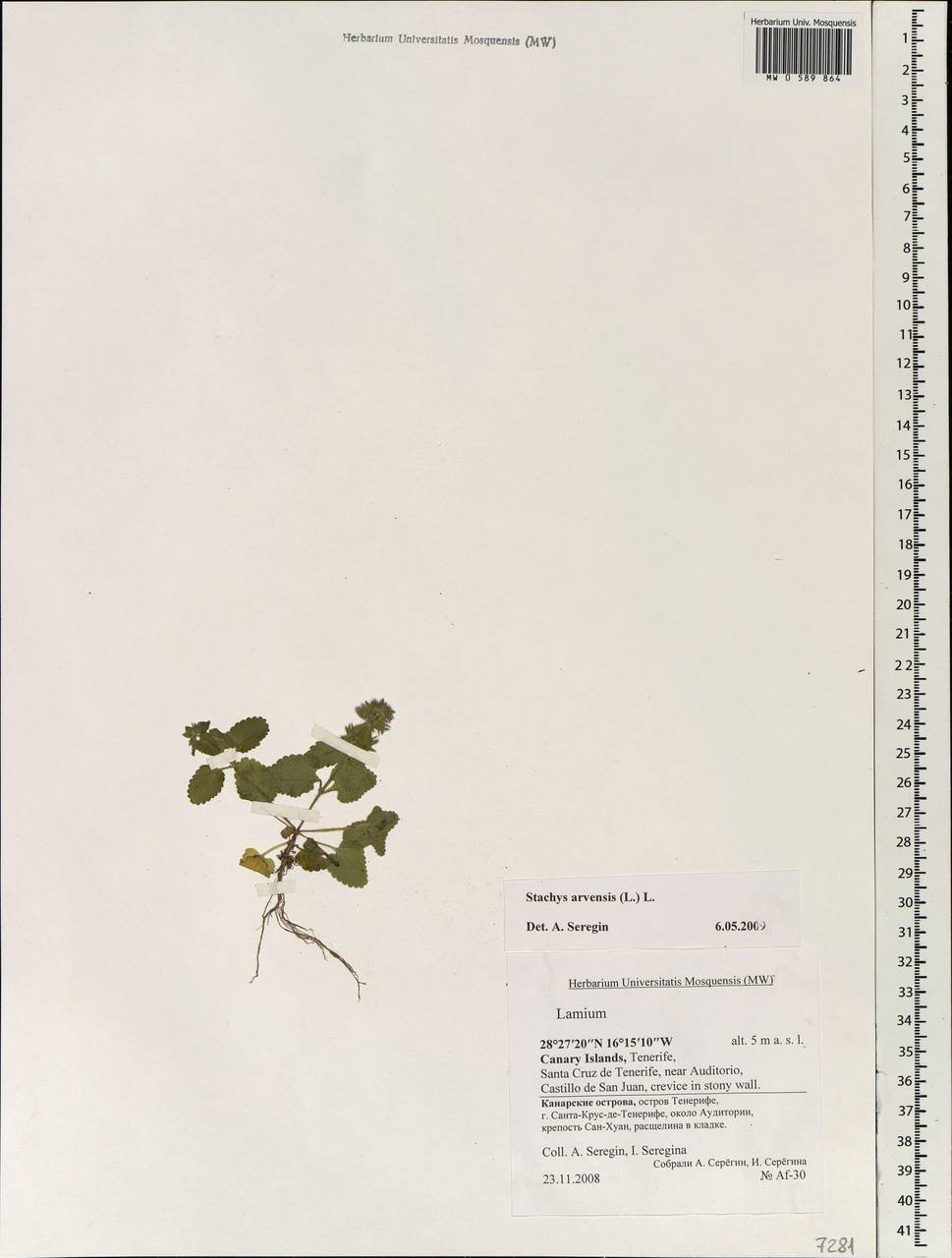 Stachys arvensis (L.) L., Африка (AFR) (Испания)
