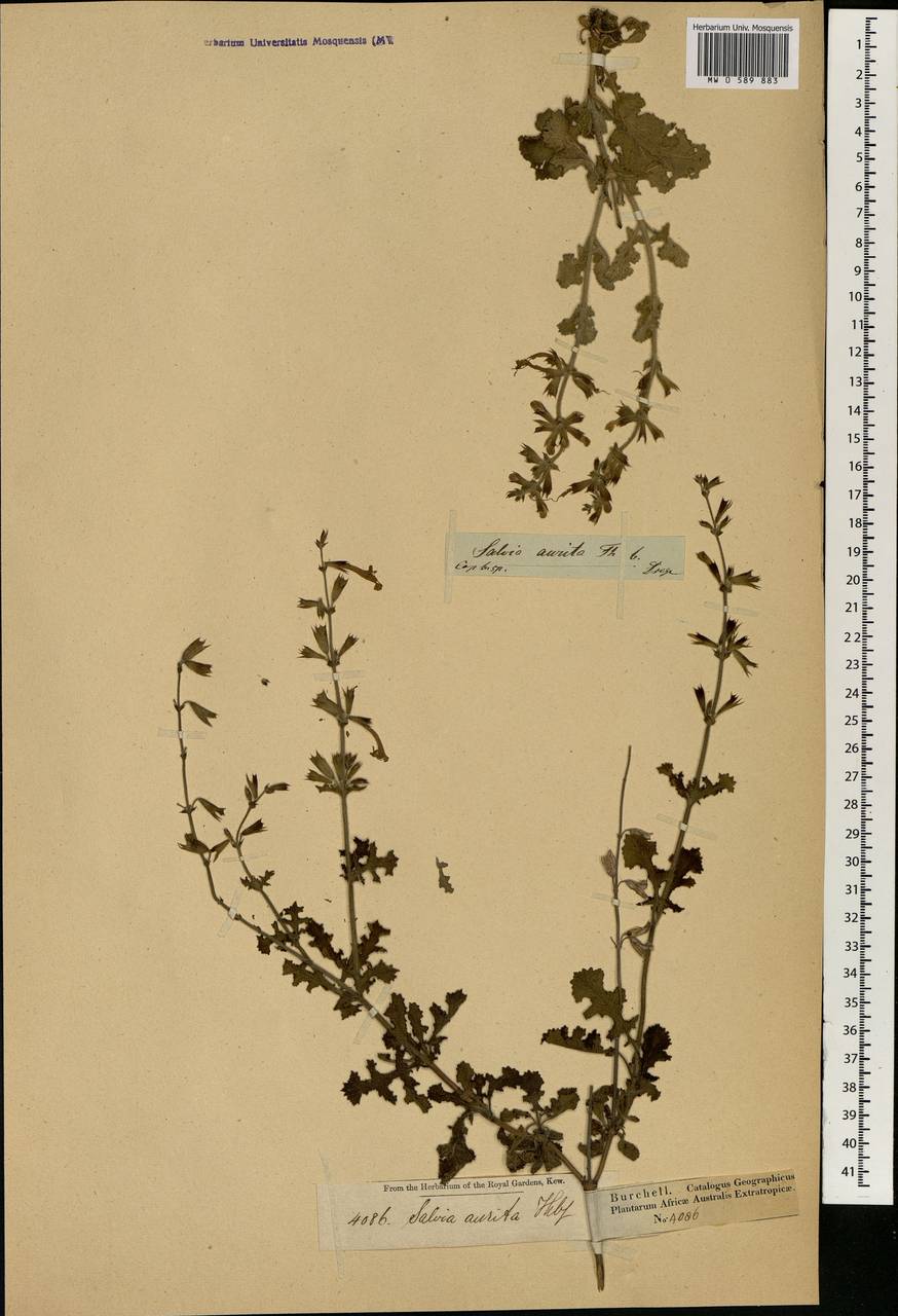 Salvia aurita L.f., Африка (AFR) (ЮАР)
