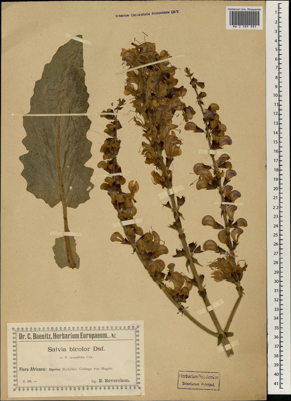 Salvia barrelieri Etl., Африка (AFR) (Алжир)
