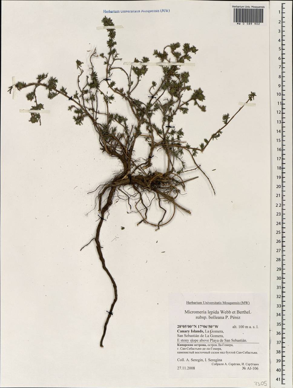 Micromeria lepida subsp. bolleana P.Perez, Африка (AFR) (Испания)