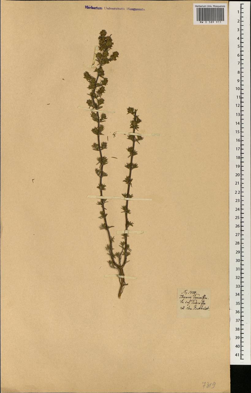 Micromeria teneriffae (Poir.) Benth. ex G.Don, Африка (AFR) (Испания)