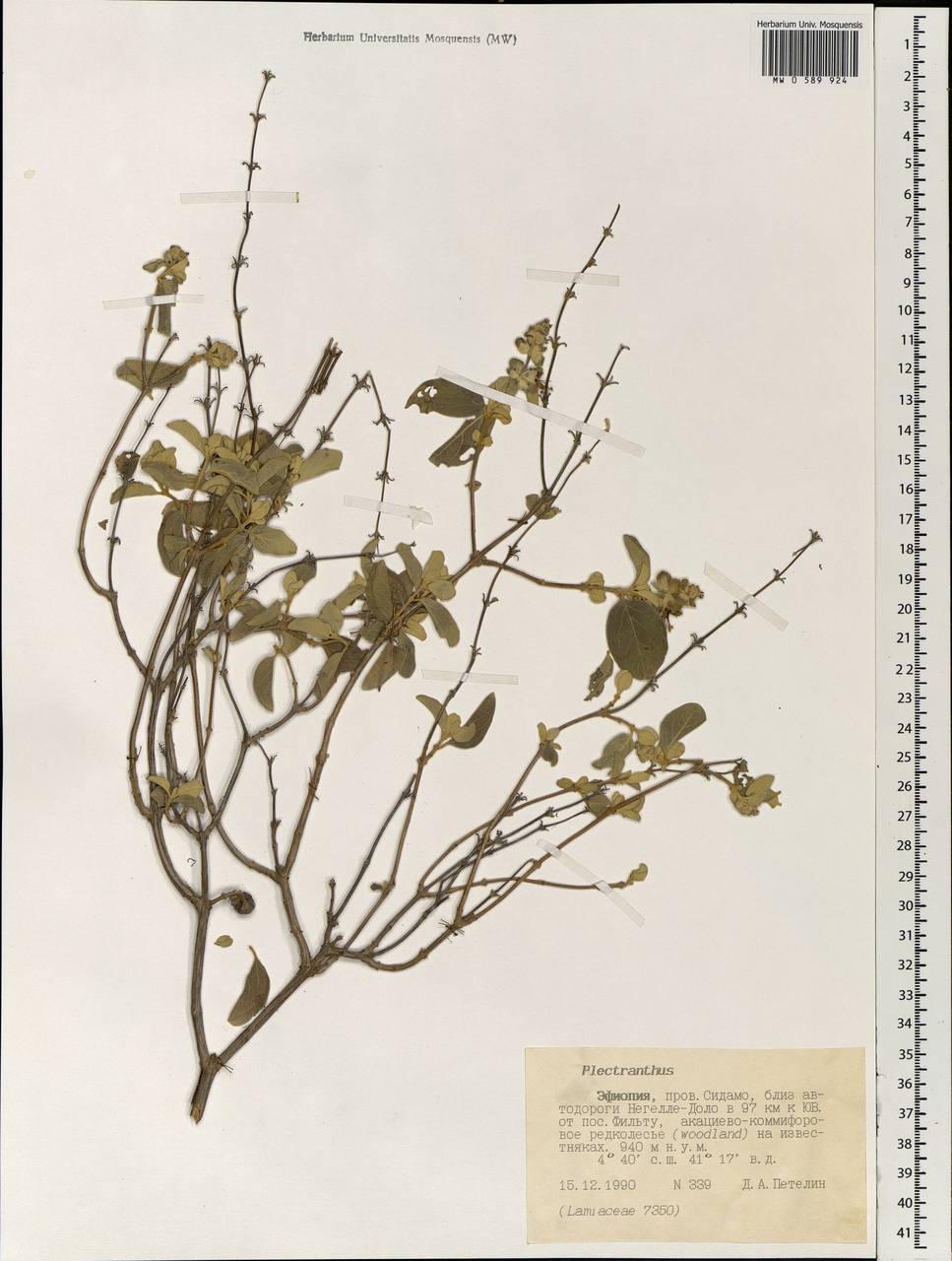 Plectranthus, Африка (AFR) (Эфиопия)