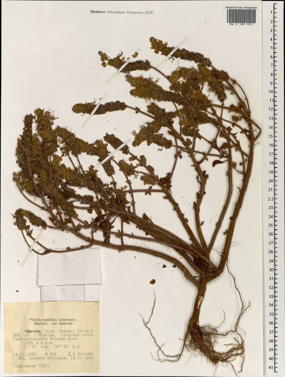 Plectranthus barbatus var. barbatus, Африка (AFR) (Эфиопия)