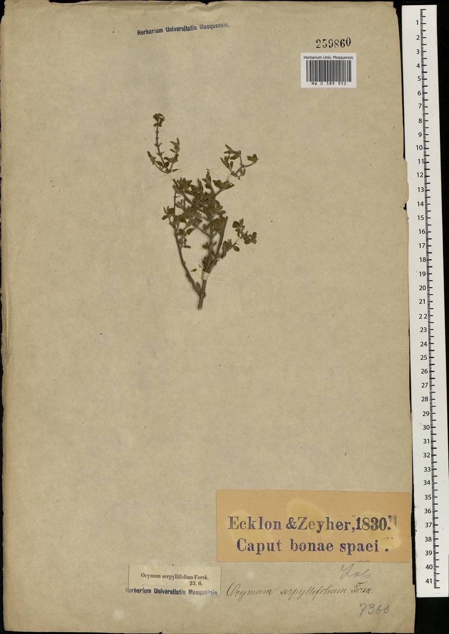 Ocimum serpyllifolium Forssk., Африка (AFR) (ЮАР)