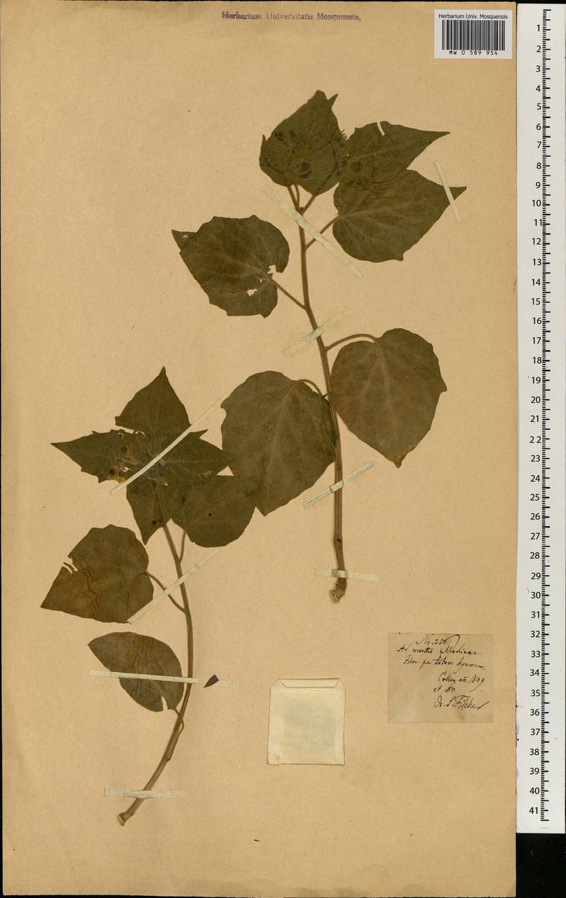 Solanaceae, Африка (AFR) (Португалия)