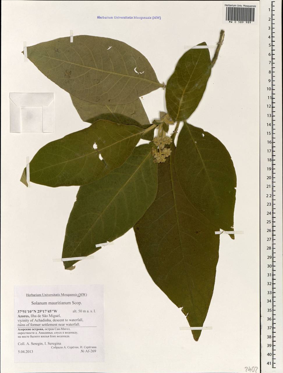 Solanum mauritianum Scop., Африка (AFR) (Португалия)
