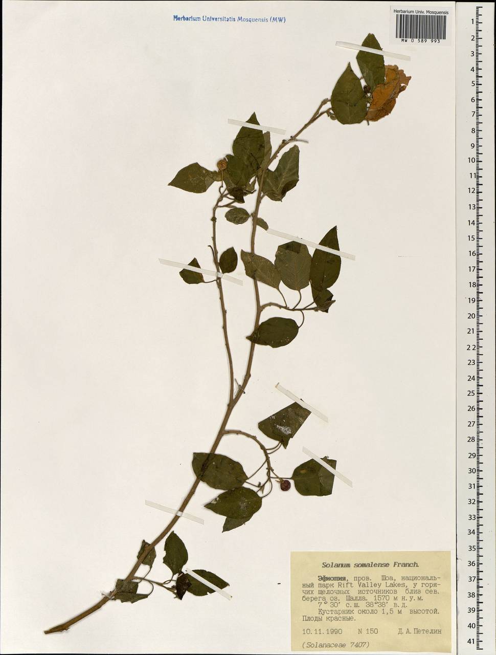 Solanum somalense Franch., Африка (AFR) (Эфиопия)